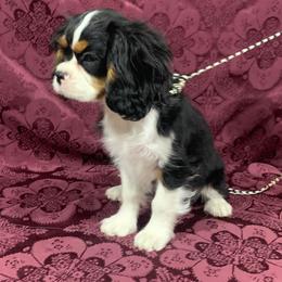 Cavalier King Charles Spaniels from Bridgeford Cavaliers