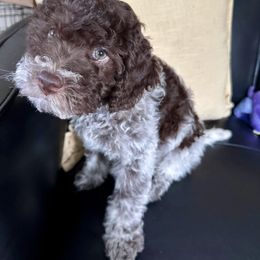 Uberto (brilliant mind) - Brown roan male Lagotto Romagnolo puppy in Lakeland, Florida from Joyful Heart