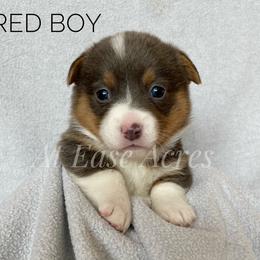 American Corgi and Pembroke Welsh Corgi Puppies from At Ease Acres