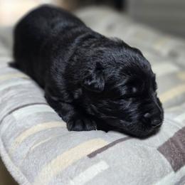 Judd - Black male German Shepherd puppy in Altoona, Florida from Blue Line Shepherds