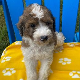 Finn - Tri-color male Bernedoodle puppy in Battle Creek, Michigan from T-Rose’s Bernedoodle & Pomsky Puppies