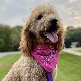 Sunny - Goldendoodle