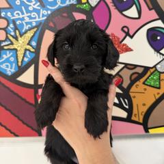 Double Doodle Puppies from Doodle lovers