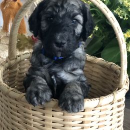 Old English Sheepdog, Poodle, and Sheepadoodle Puppies from Mountain Peak Doodles