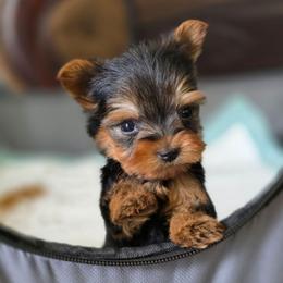 Tiny's Boy 4 - Blue and gold male Yorkshire Terrier puppy in Aiken, South Carolina from Sio's Yorkies