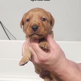 Light blue collar male - Yellow male Labrador Retriever puppy in Hebron, Kentucky from Top Notches Labrador Retrievers