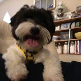 Cece - Coton de Tulear