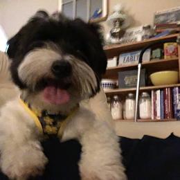 Cece - Coton de Tulear