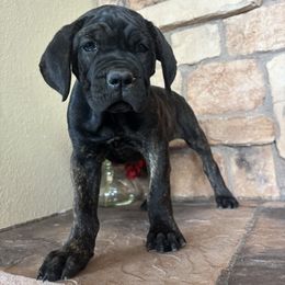 Orange collar - Chestnut brindle male Cane Corso puppy in Tucson, Arizona from Cane Corso Friends