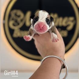 Girl4 - Fawn female Boxer puppy in Orlando, Florida from Martinez AKC Boxers of Central Florida