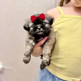 Girl 1 - Sable female Shih Tzu puppy in Seguin, Texas from Dolled Up Shih Tzus