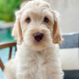 Labradoodles from Florida Doodle