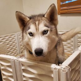 Minka - Siberian Husky
