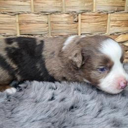 Turbo - Red merle male Miniature Australian Shepherd puppy in Paris, Texas from Blue Envy Mini Aussies