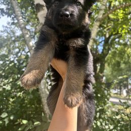German Shepherd Puppies from Fancy GSDs