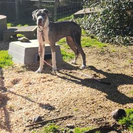 CeeCee - Mantle merle female Great Dane puppy in Gig Harbor, Washington from Lakaya Danes