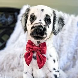 Berlioz - White and black male Dalmatian puppy in Gray, Georgia from Fuller Spots