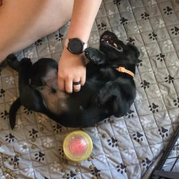 Labrador Retriever Puppies from Cornish Mountain Labradors