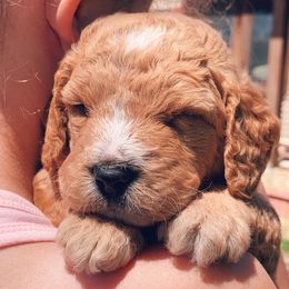 Goldendoodle Puppies from Luneckas Litters