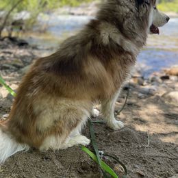 Siberian Husky All Grown Up from Freedom Huskies