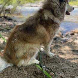 Siberian Husky All Grown Up from Freedom Huskies