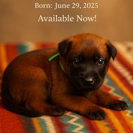 Green Collar Male - Fawn male Belgian Malinois puppy in Fredonia, Arizona from Zion Malinois