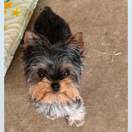 Lovie - Yorkshire Terrier