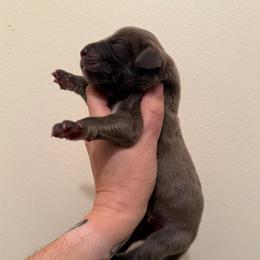 Buzz - Brindle male Great Dane puppy in Jerusalem, Arkansas from Mara Danes