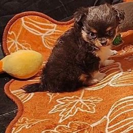 Lil one - Black and tan male Chihuahua puppy in Weatherford, Texas from Small and Mighty Chihuahuas