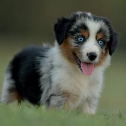 Lonnie - Blue merle female Miniature Australian Shepherd puppy in Hartman, Arkansas from Southern Edition Aussies