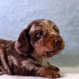 Boy 2 - Chocolate and tan male Dachshund puppy in Mt. Sterling, Illinois from Doxie Do's
