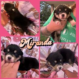 Miranda - Black and tan female American Corgi puppy in Payson, Illinois from Creek Farm Corgis