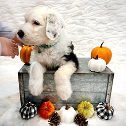Old English Sheepdog Puppies from Heavinly Blessings Farm Pups - Old English Sheepdog Puppies