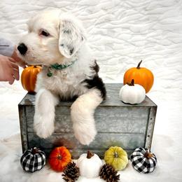 Old English Sheepdog Puppies from Heavinly Blessings Farm Pups - Old English Sheepdog Puppies