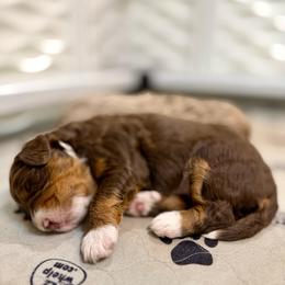 Drew - Brown male Bernedoodle puppy in California from Cam’s Doodlez