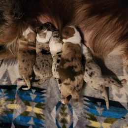 Border Collie puppies from Lake Ridge Border Collies