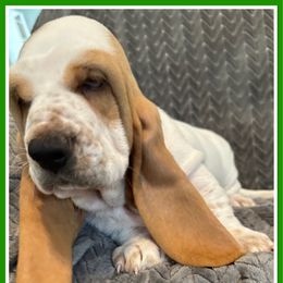 3,550.00 Dark green Male - Lemon and white male Basset Hound puppy in Columbia, South Carolina from Pawmetto Hounds