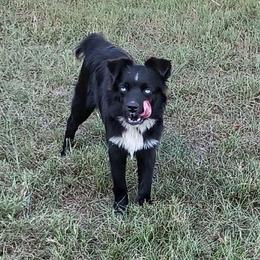 Black Bi Female - Black & white female Miniature Australian Shepherd puppy in Louisville, Mississippi from K & K Livestock