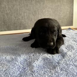 Nora - Black female Labrador Retriever puppy in Richfield, Utah from Stormy River Retrievers