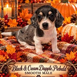Milo - Dapple male Dachshund puppy in Pierson, Florida from Paige’s Mini Dachshunds