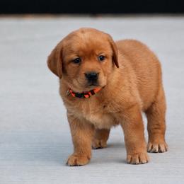 Orange Blossom - Yellow female Labrador Retriever puppy in Morriston, Florida from Penny Lane Labradors