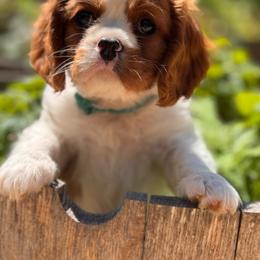 Grumpy - Blenheim male Cavalier King Charles Spaniel puppy in California from Tinkerpups