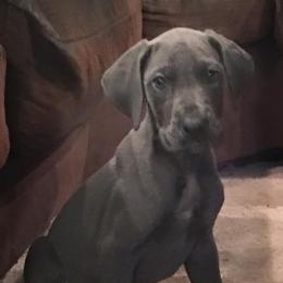 Great Danes from Double R Danes