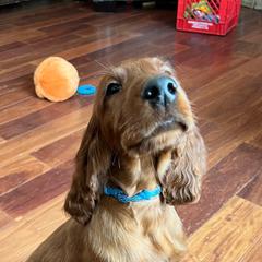 English Setters and Irish Setters from Tenacity Setters