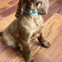 English Setters and Irish Setters from Tenacity Setters
