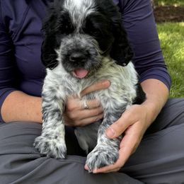 Toby - Black and white male English Springer Spaniel puppy in Torrington, Wyoming from Wyoming Springer Spaniels