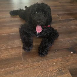Labradoodle and Poodle All Grown Up from Labradoodles of North Texas