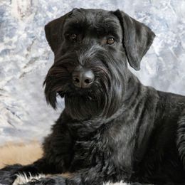 Giant Schnauzers from Oregon Giant Schnauzers LLC