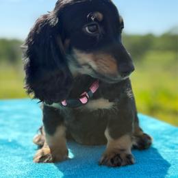 Sasha - Black and tan female Dachshund puppy in Lincoln, Arkansas from Red Dirt Dachshunds