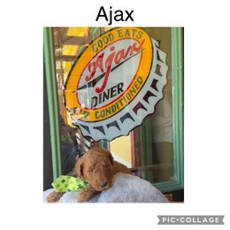 Goldendoodle Puppies from Quentin Brewer